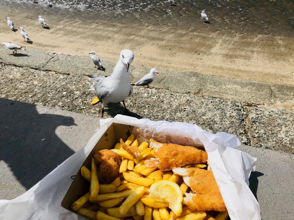 Fish and chips and seagulls