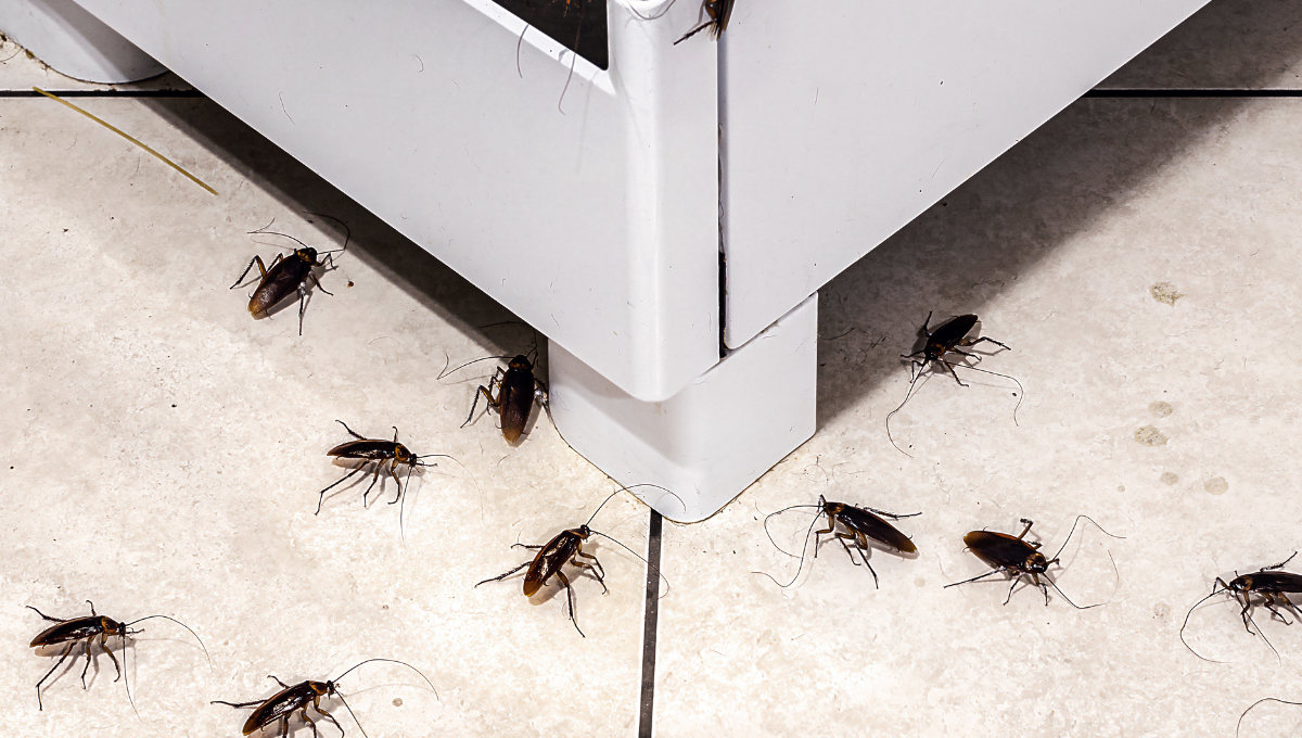 Cockroaches are treated by Brisbane City Pest Control