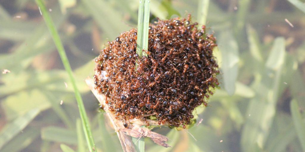 Fire Ants Nest