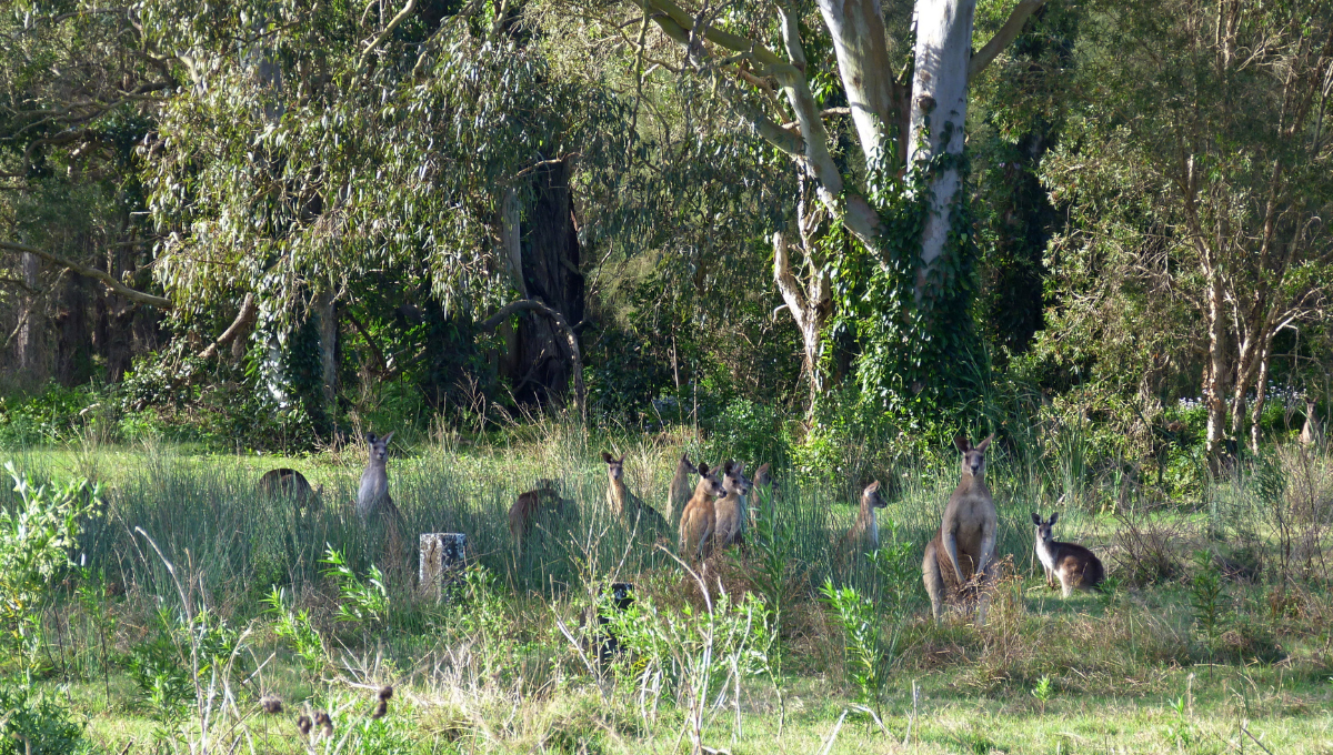 Photo of kangaroos in their natural habitat