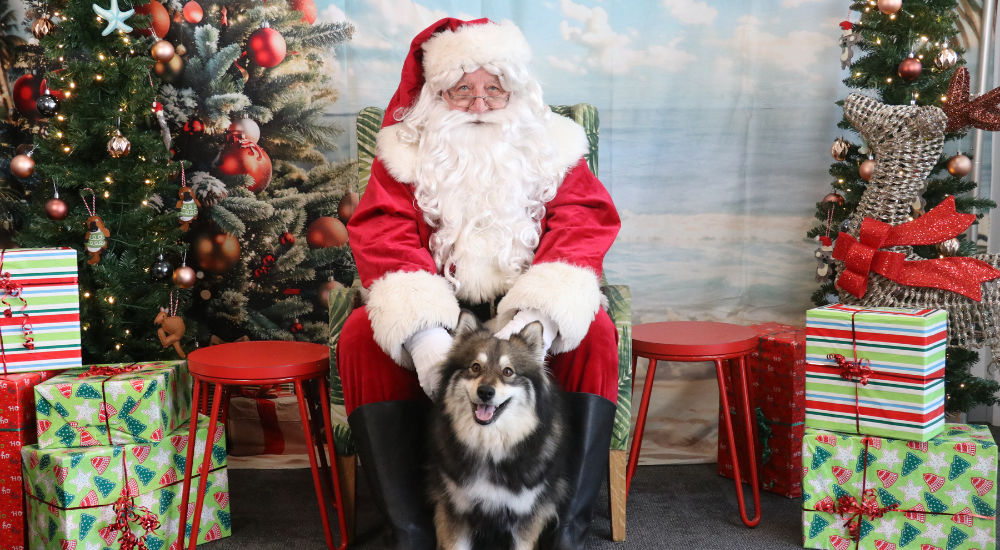 Santa with cute dog